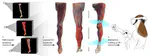Multi-Layer Gaussian Splatting for Immersive Anatomy Visualization